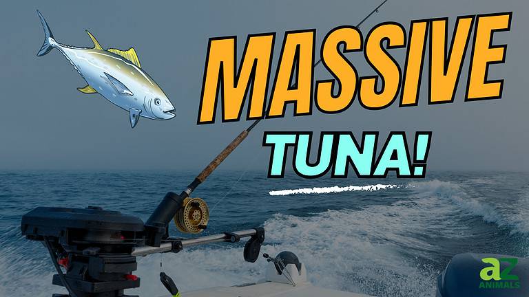 Massive Tuna