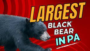 The Largest Black Bear Ever Caught in Pennsylvania Was a Goliath Picture