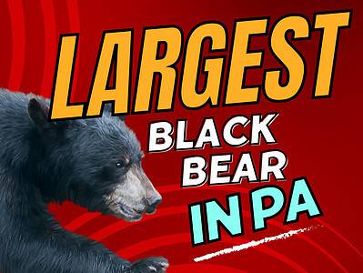 A The Largest Black Bear Ever Caught in Pennsylvania Was a Goliath