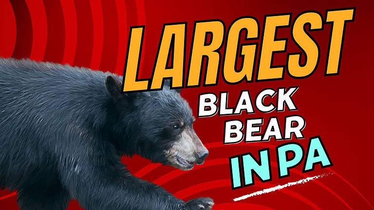 Largest PA Black Bear