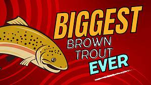 The Largest Brown Trout Ever Caught Picture