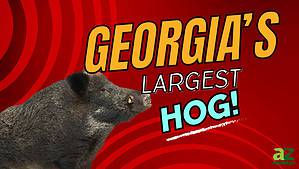 The Largest Wild Hog Ever Caught in Georgia Picture