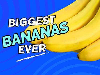A The Largest Banana Bunch Ever Grown Could Feed an Entire Village