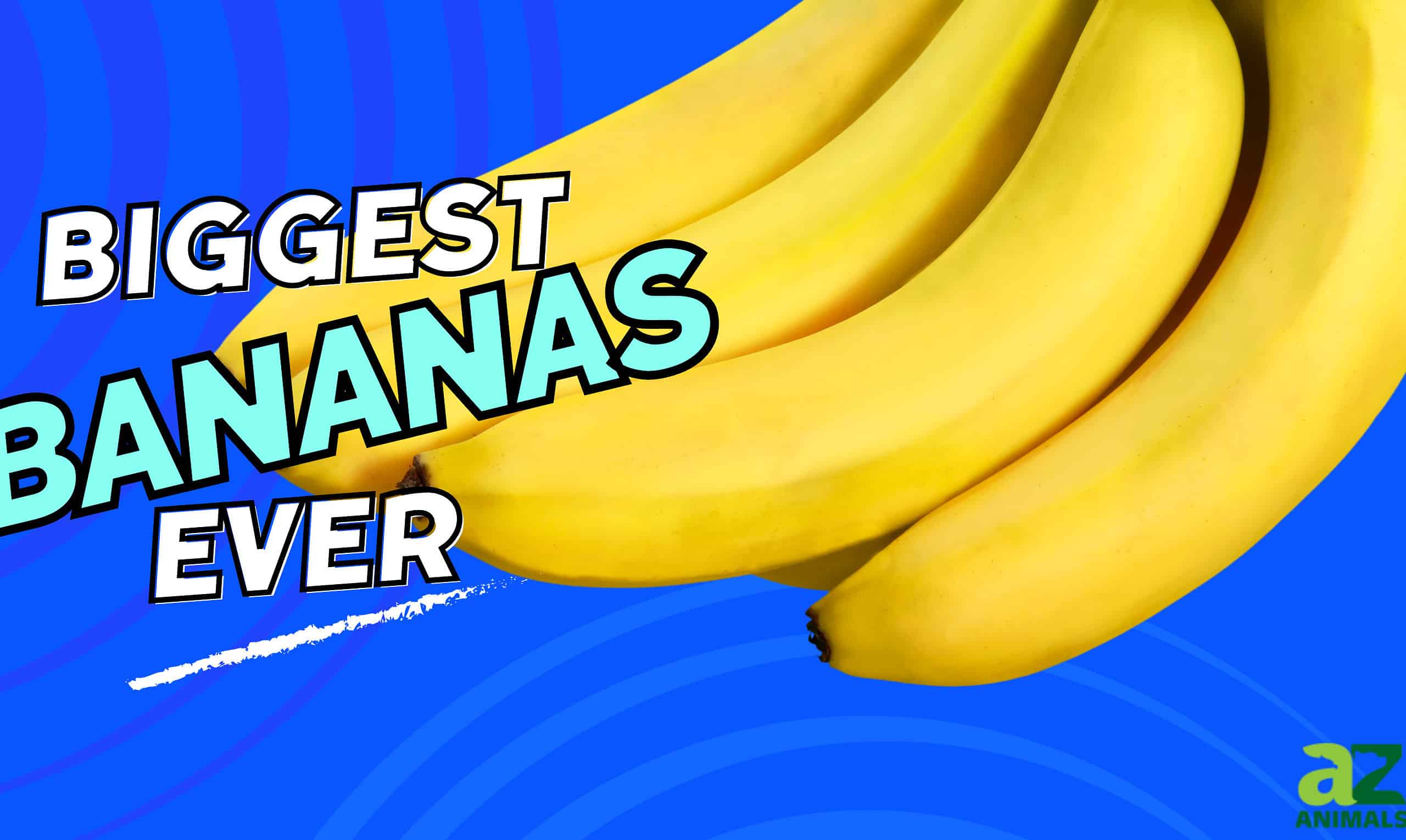 Biggest Banana Bunch