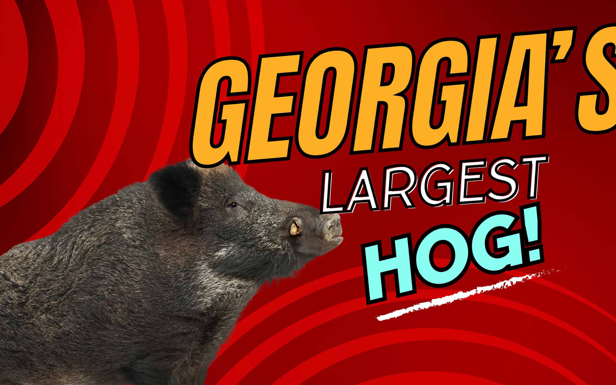 GA Largest Hog