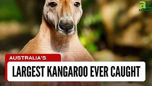 The Largest Kangaroo Ever Caught in Australia Picture