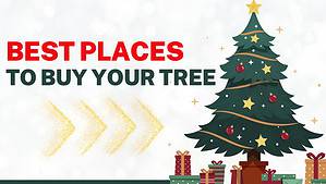 The 8 Best Places to Purchase a Christmas Tree This Year Picture
