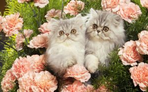 Persian Kittens: Pictures, Adoption Tips, and More! photo
