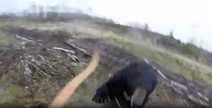 Bear Charges and Tackles a Man Who Somehow Survives Picture