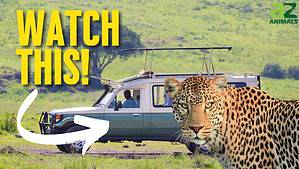See This Clever Leopard Use This Tourist Vehicle As Coverage Before He Pounces Picture