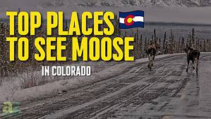 The Top 8 Best Places to See Moose in Colorado Picture