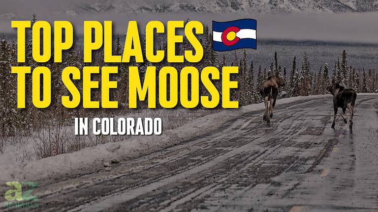 Moose in CO
