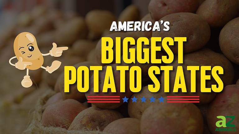 Potato States