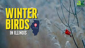 12 Birds That Spend Their Winters in Illinois Picture
