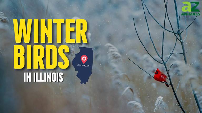 Il Winter birds