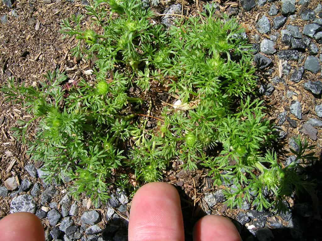 Lawn burweed