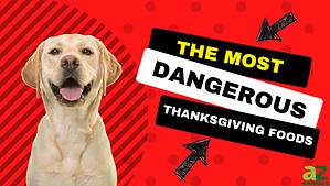 These Thanksgiving Foods Are Most Dangerous for Dogs Picture