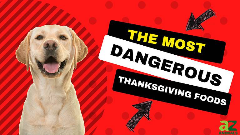 Most Dangerous Foods