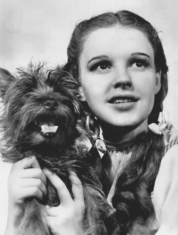 Publicity photo of American entertainer, Judy Garland as Dorothy Gale and American canine performer, Terry as Toto promoting the Sunday April 18, 1971 NBC television broadcast of the 1939 MGM feature film The Wizard of Oz.