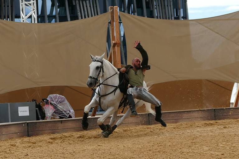 Trick riding horse