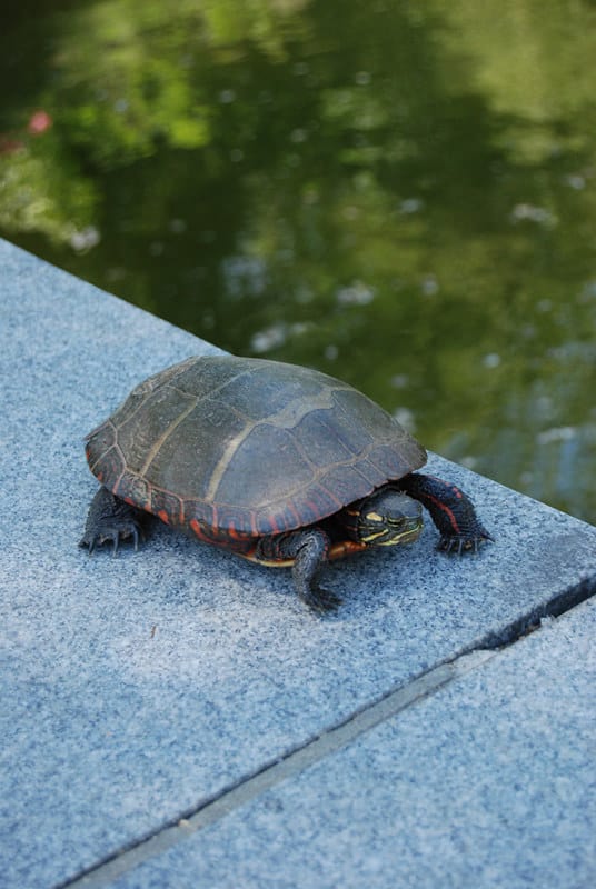 DIY Turtle Aquarium Fish Tank Setup - How To Make Turtle Tank At Home Ideas  - Home Decoration #35 