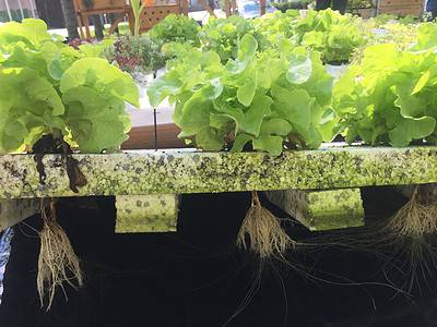 A How to Grow Hydroponic Lettuce: A Complete Guide