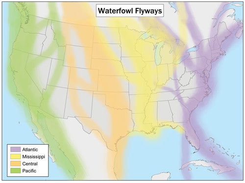 The Atlantic Flyway is the East Coast's large migratory route for birds.