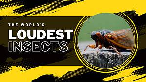 The Top 9 Loudest Insects in the World Picture