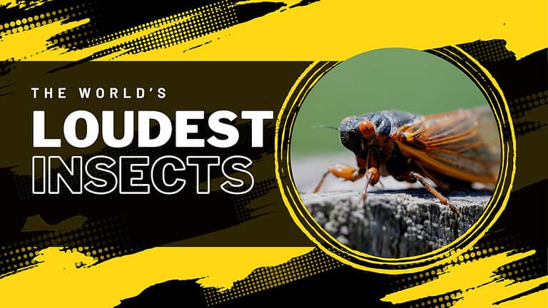 Loudest Insects