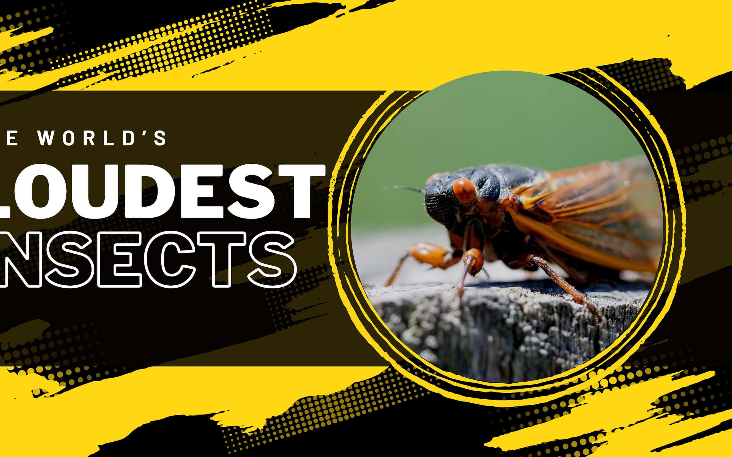 Loudest Insects