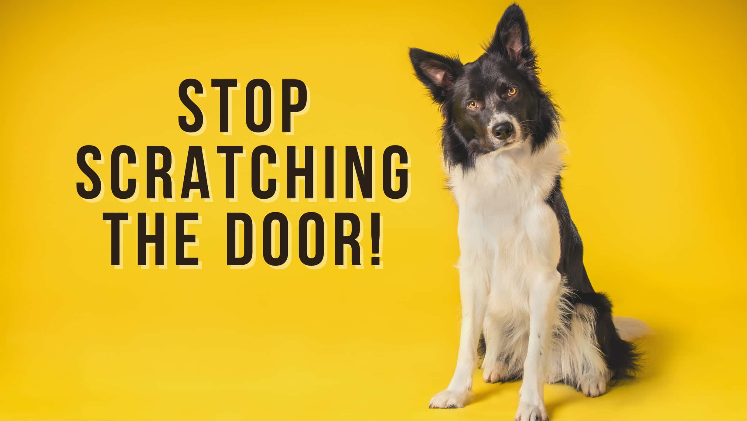 Scratching the door dog