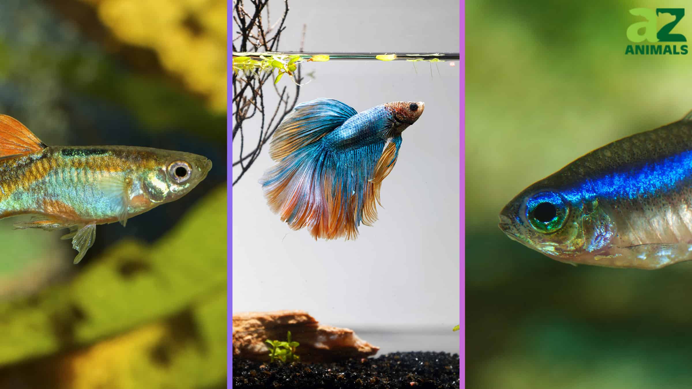 The 10 Most Colorful Freshwater Fish to Liven Up Any Aquarium