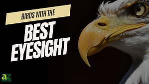 The Top 10 Birds With the Strongest and Best Eyesight Picture