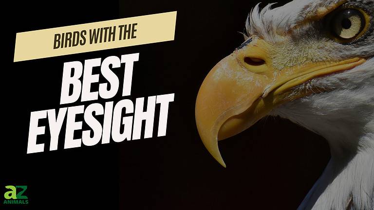 Birds with the strongest eyesight