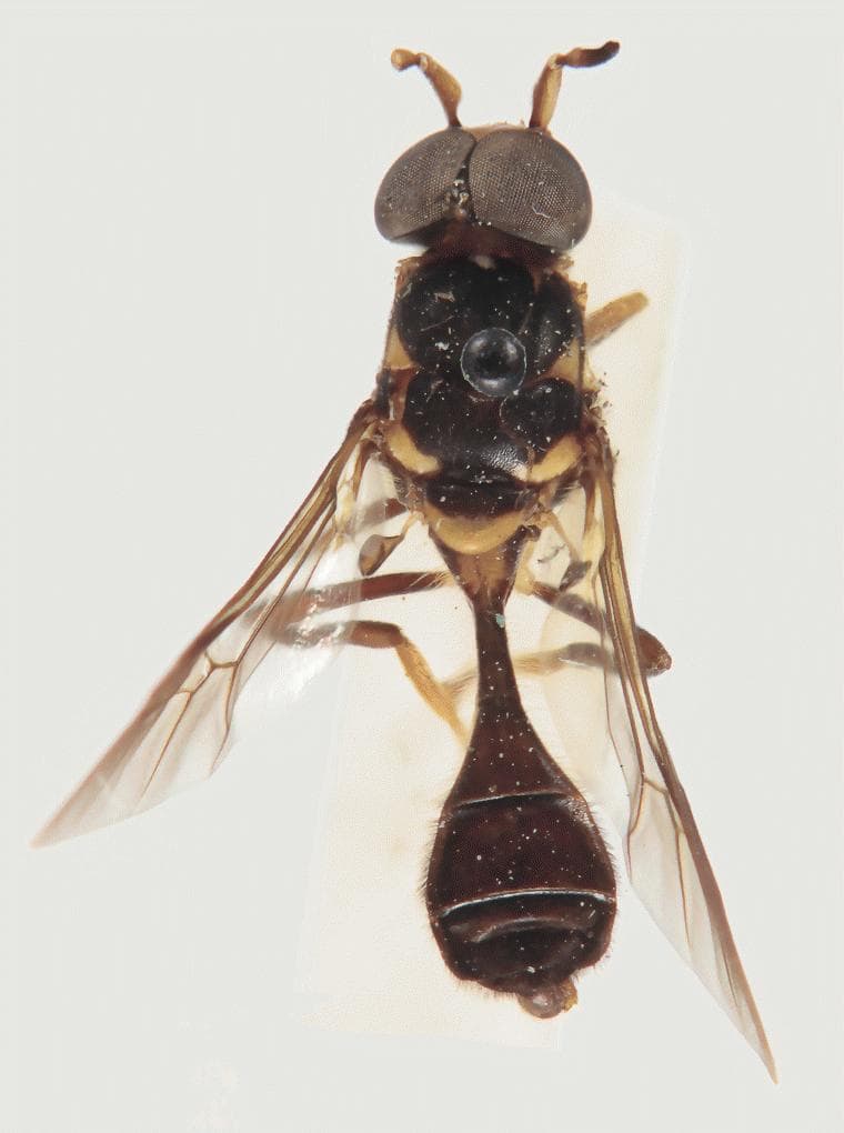 Southeast Asian soldier fly