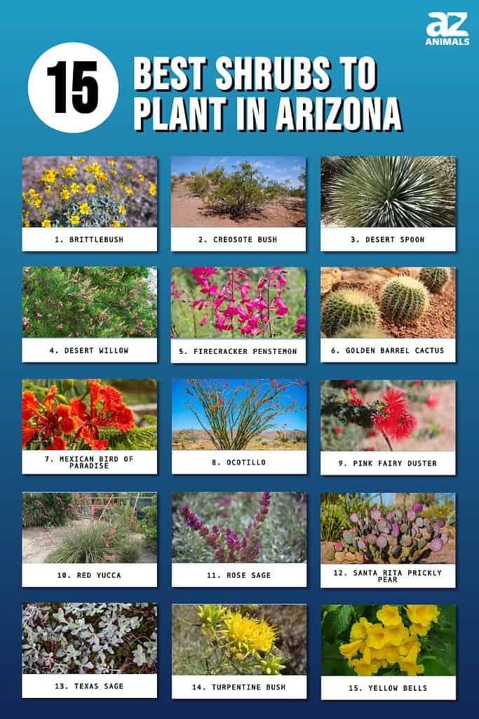 Best Shrubs To Plant In Arizona