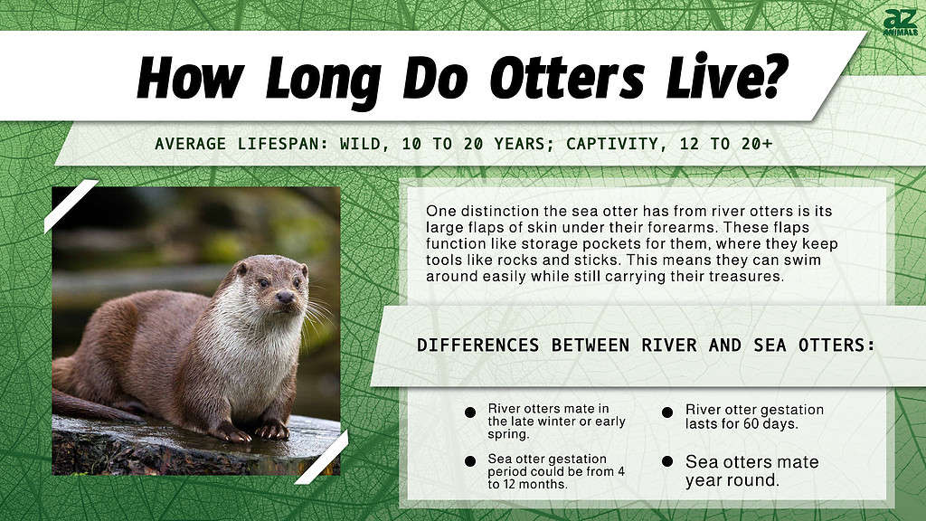 Otter Lifespan: How Long Do Otters Live in the Wild or Captivity?