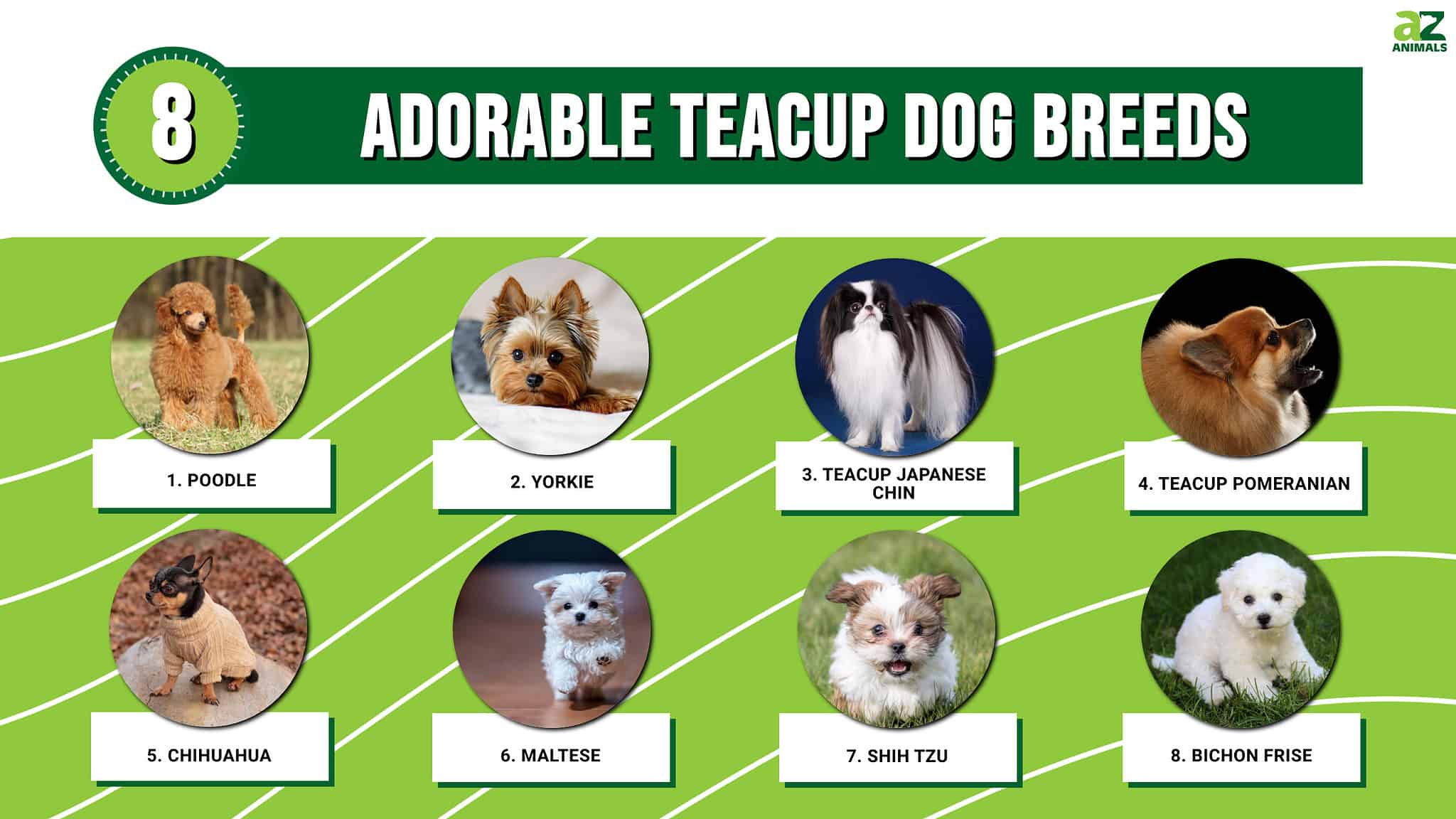 8 Adorable Teacup Dog Breeds - A-Z Animals