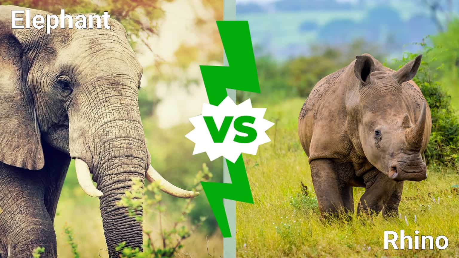 6 Common Animal Rivalries: Who Usually Wins - A-Z Animals