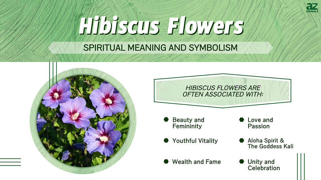 The Hibiscus Flower: Its Scientific Name and Distinctive Characteristics  Explained