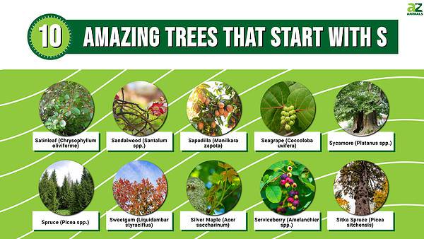 10 Amazing Trees That Start With S - A-Z Animals