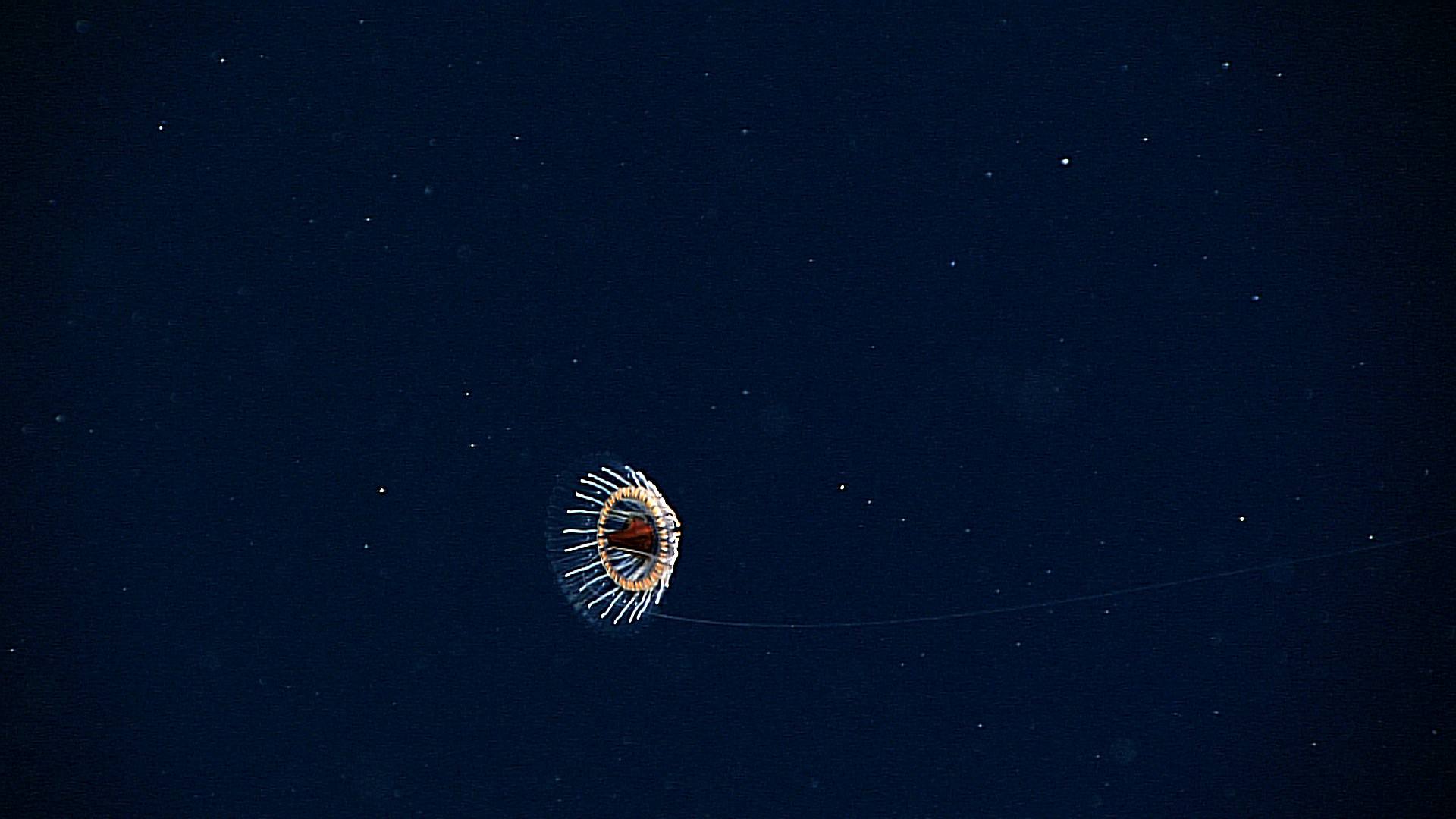 an atolla jellyfish swimming in the depths of the ocean