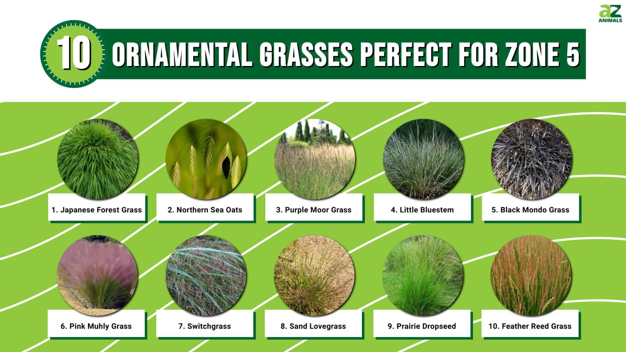 10 Ornamental Grasses Perfect for Zone 5 AZ Animals