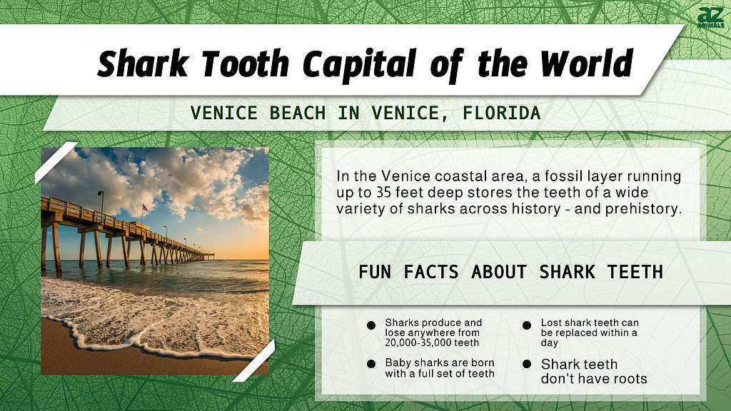 Venice Beach, Florida is the Shark Tooth Capital of the World