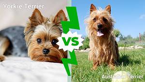 Australian Terrier vs. Yorkshire Terrier: 12 Key Differences Picture