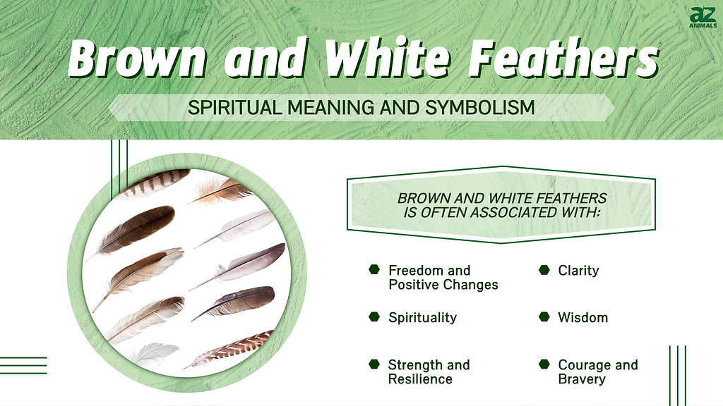 The Spiritual Meaning and Symbolism of Brown and White Feathers - A-Z  Animals