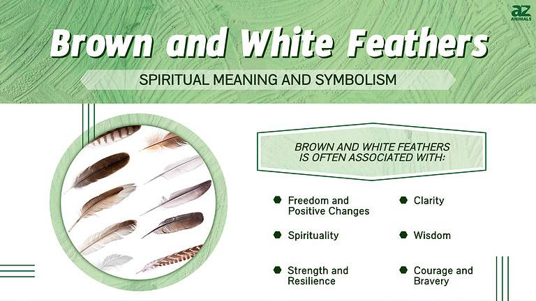 The Spiritual Meaning and Symbolism of Brown and White Feathers - A-Z ...