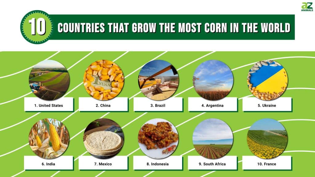 10 Countries That Grow the Most Corn in the World