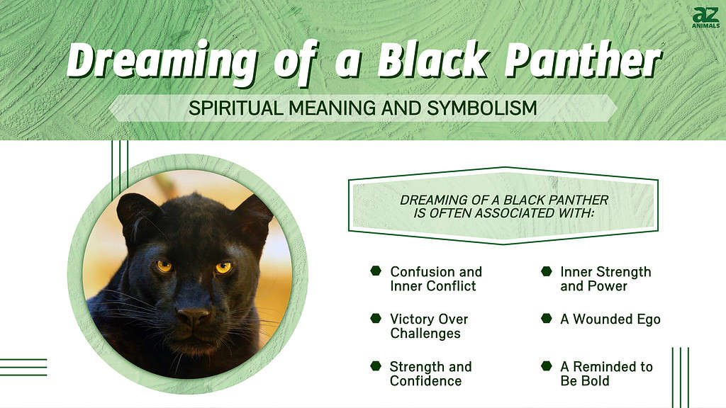 Angry Cat Dream Meaning And Spiritual Interpretation