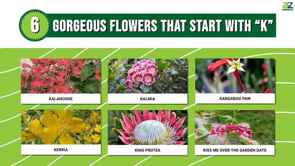 6 Gorgeous Flowers That Start With K